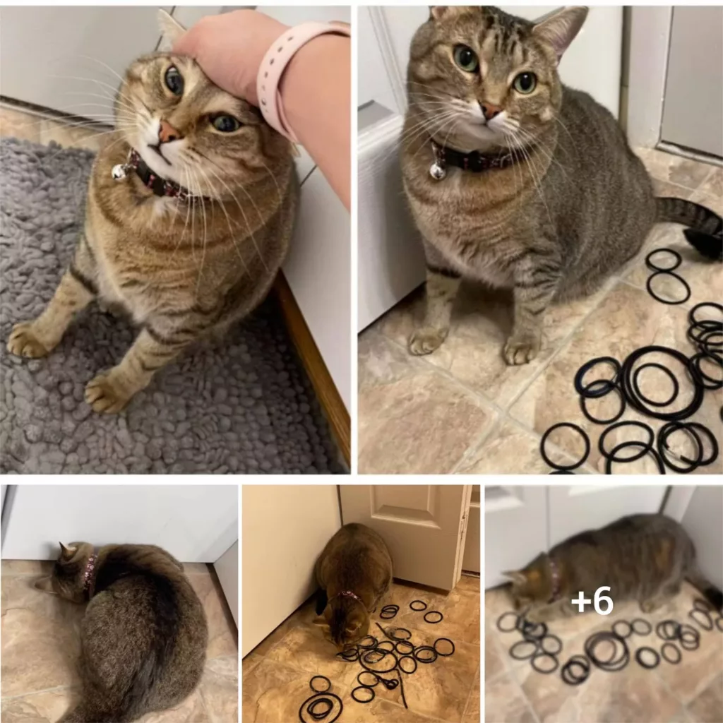 “Feline’s Folly: Hair Tie Retrieval Leads to Surprising Discovery of Cat’s Secret Stash”